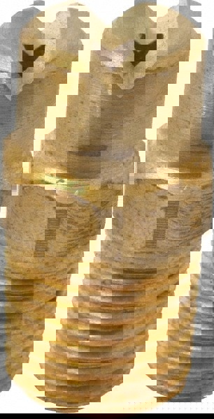 Brass Standard Fan Nozzle: 1/4